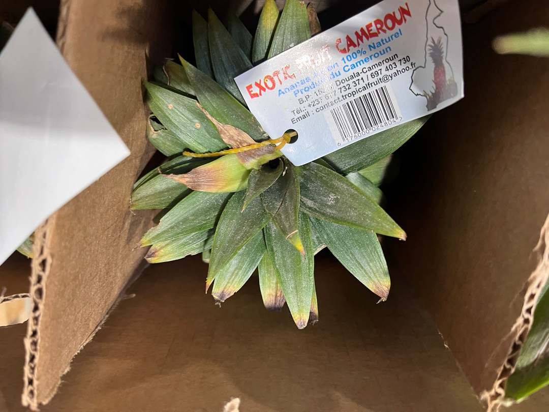 Visuel N°1 du produit rappelé